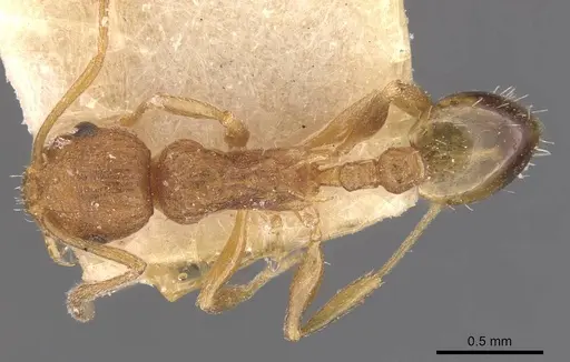Temnothorax confucii specimen CASENT0909164 image casent0909164_1