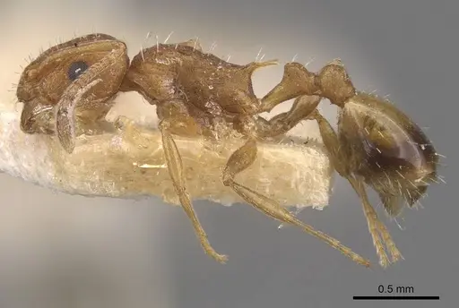 Temnothorax confucii specimen CASENT0909164 image casent0909164_3