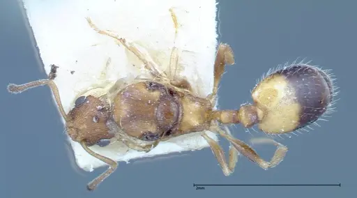 Temnothorax confucii specimen FOCOL0190 image focol0190_1