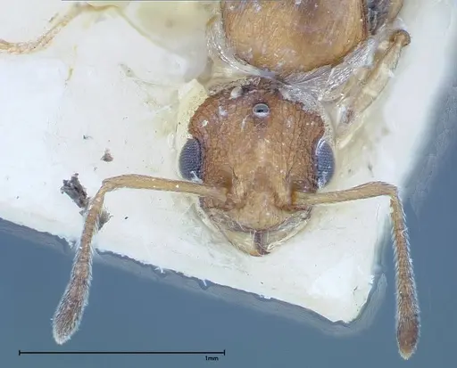 Temnothorax confucii specimen FOCOL0190 image focol0190_2