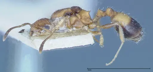 Temnothorax confucii specimen FOCOL0190 image focol0190_3