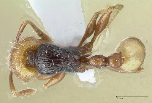 Temnothorax confucii specimen FOCOL1790-1 image focol1790-1_1