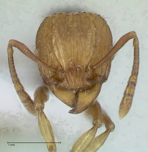 Temnothorax confucii specimen FOCOL1790-1 image focol1790-1_2