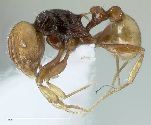 Temnothorax confucii specimen FOCOL1790-1 image focol1790-1_3