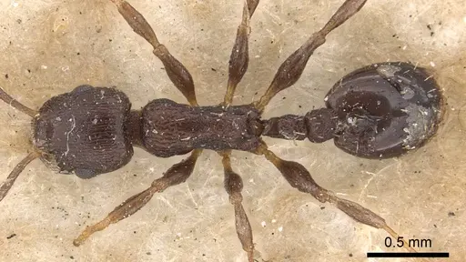 Temnothorax congruus specimen CASENT0901786 image casent0901786_1