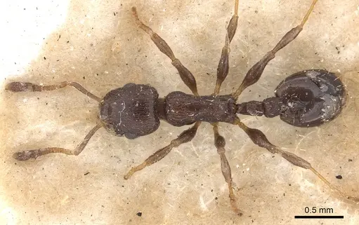 Temnothorax congruus specimen CASENT0901786 image casent0901786_2