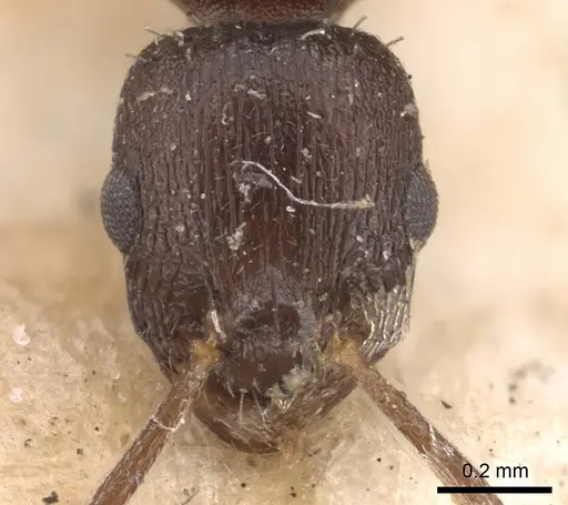 Temnothorax congruus specimen CASENT0901786 image casent0901786_3