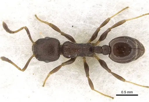 Temnothorax congruus specimen CASENT0922110 image casent0922110_1