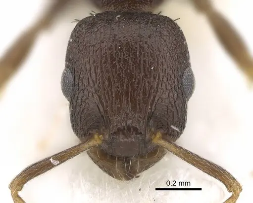 Temnothorax congruus specimen CASENT0922110 image casent0922110_2
