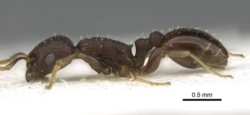 Temnothorax congruus specimen CASENT0922110 image casent0922110_3