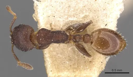 Temnothorax convexus specimen CASENT0909022 image casent0909022_1