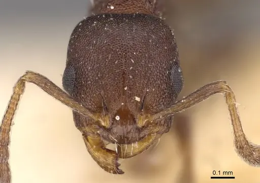 Temnothorax convexus specimen CASENT0909022 image casent0909022_2