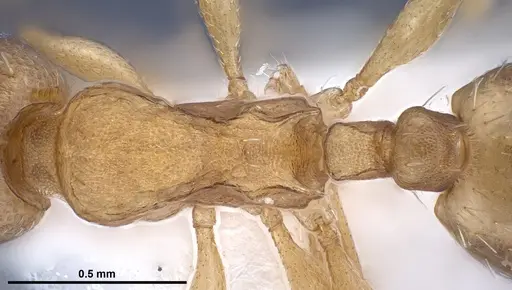 Temnothorax crasecundus specimen ANTWEB1041298 image antweb1041298_1