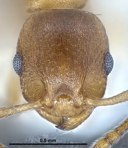 Temnothorax crasecundus specimen ANTWEB1041298 image antweb1041298_2