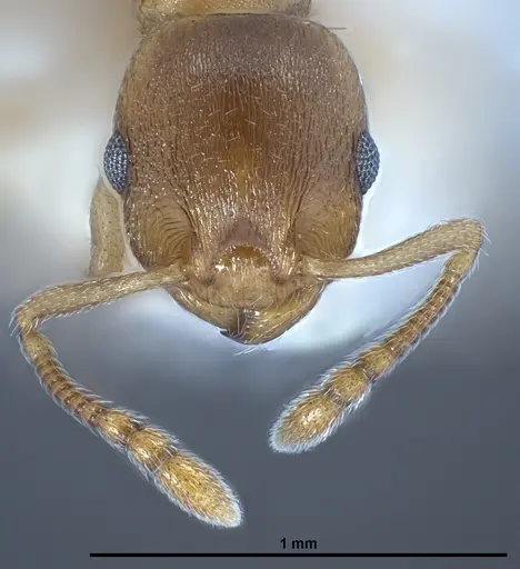 Temnothorax crasecundus specimen ANTWEB1041298 image antweb1041298_3