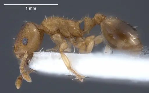 Temnothorax crasecundus specimen ANTWEB1041298 image antweb1041298_4