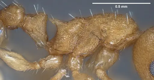 Temnothorax crasecundus specimen ANTWEB1041298 image antweb1041298_5