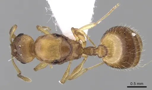 Temnothorax crasecundus specimen CASENT0906043 image casent0906043_1