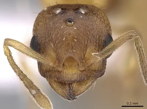 Temnothorax crasecundus specimen CASENT0906043 image casent0906043_2