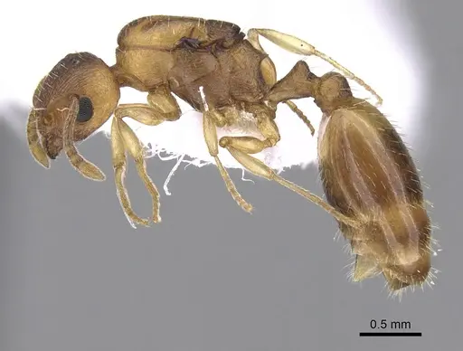 Temnothorax crasecundus specimen CASENT0906043 image casent0906043_3