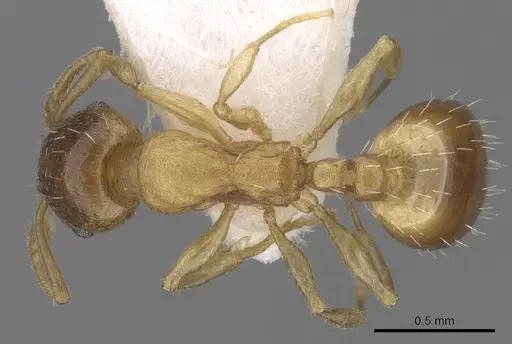Temnothorax crasecundus specimen CASENT0906044 image casent0906044_1
