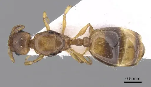 Temnothorax crasecundus specimen CASENT0906045 image casent0906045_1
