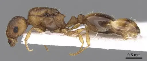 Temnothorax crasecundus specimen CASENT0906045 image casent0906045_3