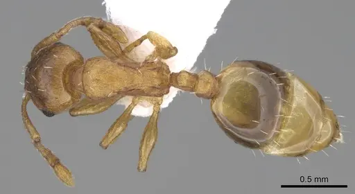 Temnothorax crasecundus specimen CASENT0906046 image casent0906046_1