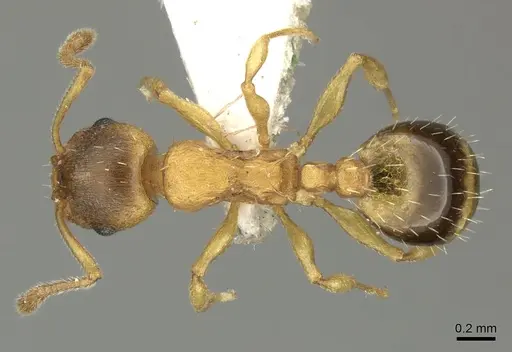 Temnothorax crasecundus specimen CASENT0906704 image casent0906704_1