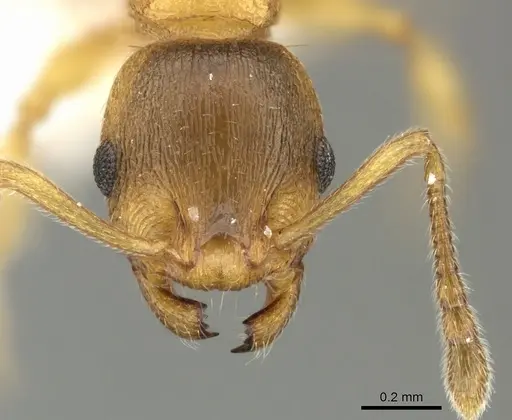 Temnothorax crasecundus specimen CASENT0906704 image casent0906704_2