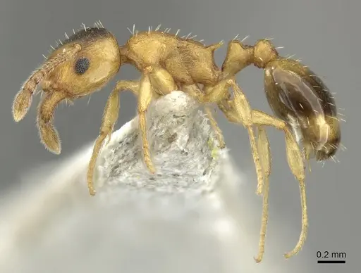 Temnothorax crasecundus specimen CASENT0906704 image casent0906704_3