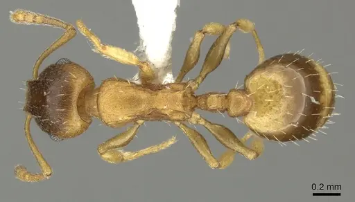 Temnothorax crasecundus specimen CASENT0906716 image casent0906716_1
