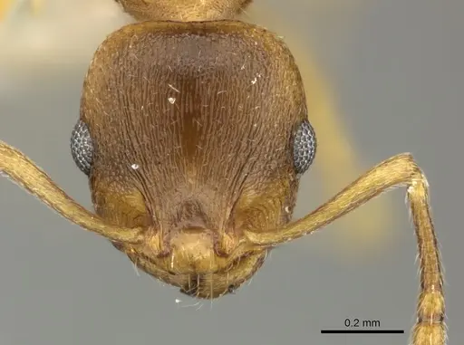 Temnothorax crasecundus specimen CASENT0906716 image casent0906716_2