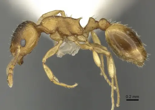 Temnothorax crasecundus specimen CASENT0906716 image casent0906716_3