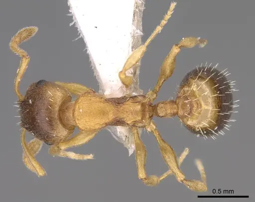 Temnothorax crasecundus specimen CASENT0914699 image casent0914699_1