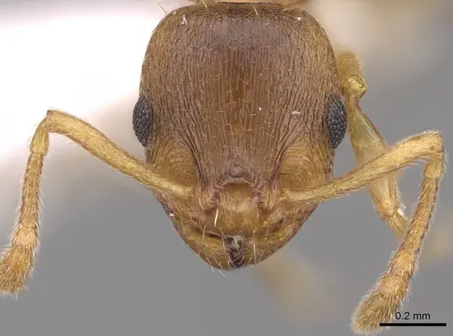 Temnothorax crasecundus specimen CASENT0914699 image casent0914699_2