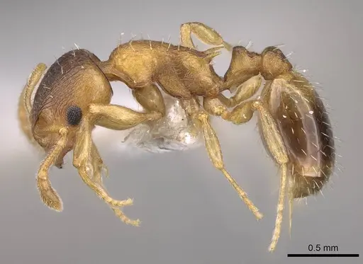 Temnothorax crasecundus specimen CASENT0914699 image casent0914699_3
