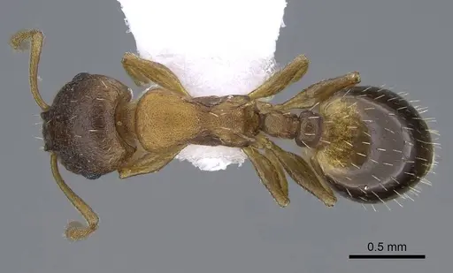 Temnothorax crasecundus specimen CASENT0914834 image casent0914834_1