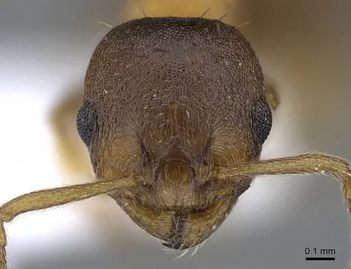 Temnothorax crasecundus specimen CASENT0914834 image casent0914834_2