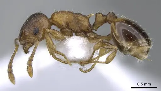 Temnothorax crasecundus specimen CASENT0914834 image casent0914834_3