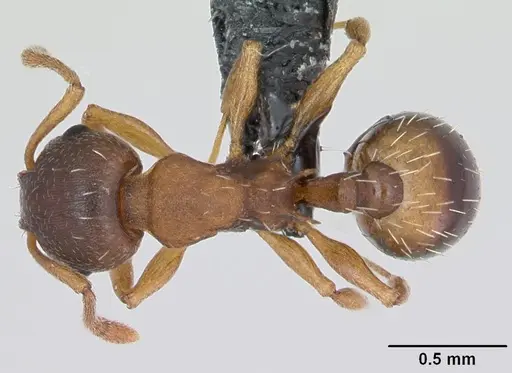 Temnothorax crassispinus specimen CASENT0173198 image casent0173198_1