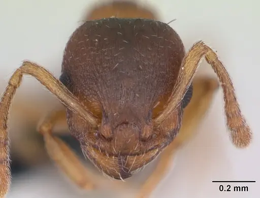 Temnothorax crassispinus specimen CASENT0173198 image casent0173198_2