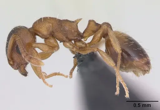 Temnothorax crassispinus specimen CASENT0173198 image casent0173198_3