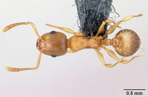 Temnothorax crassispinus specimen CASENT0179922 image casent0179922_1