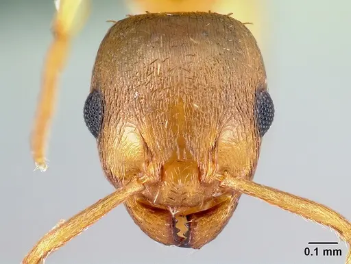 Temnothorax crassispinus specimen CASENT0179922 image casent0179922_2