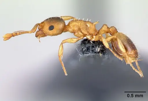 Temnothorax crassispinus specimen CASENT0179922 image casent0179922_3