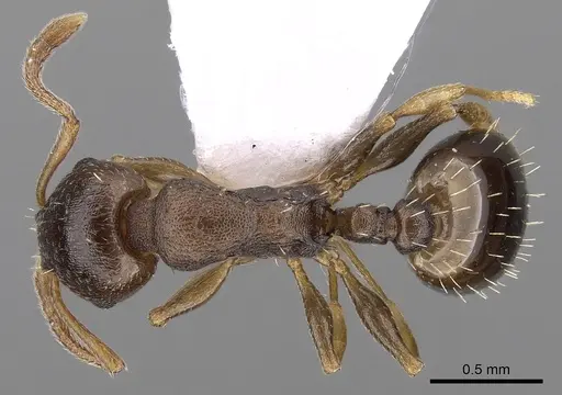 Temnothorax crassispinus specimen CASENT0906041 image casent0906041_1