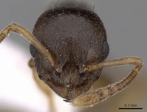 Temnothorax crassispinus specimen CASENT0906041 image casent0906041_2