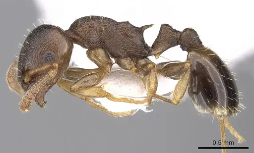 Temnothorax crassispinus specimen CASENT0906041 image casent0906041_3