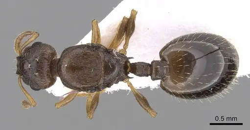 Temnothorax crassispinus specimen CASENT0906042 image casent0906042_1